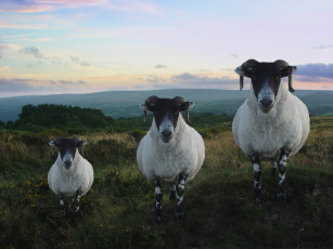Картинка животные овцы бараны