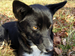 Картинка животные собаки