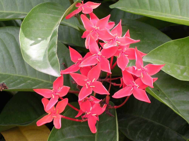 Обои картинки фото цветы, клеродендрумы