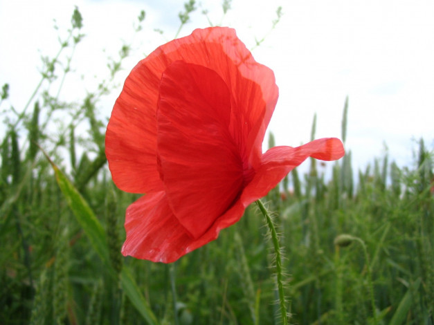 Обои картинки фото цветы, маки