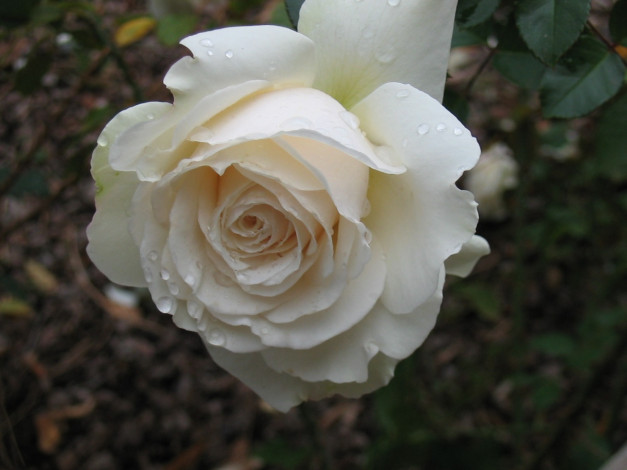 Обои картинки фото цветы, розы