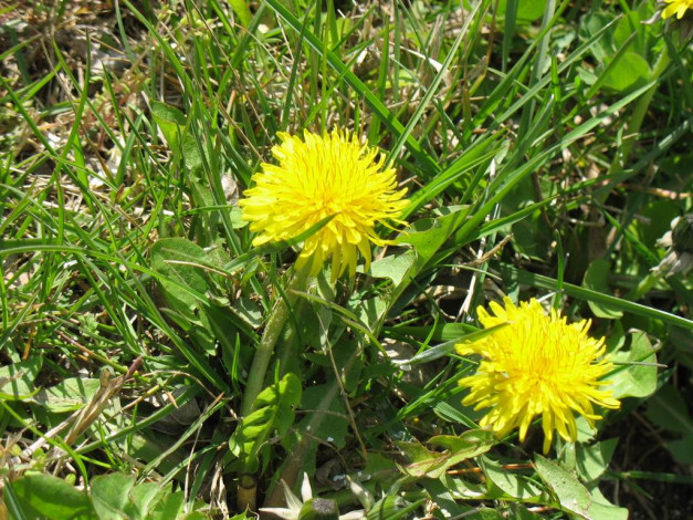 Обои картинки фото одуванчег, цветы, одуванчики