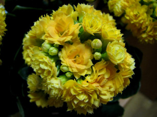 Картинка цветы каланхоэ