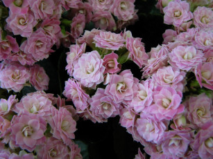 Картинка цветы каланхоэ