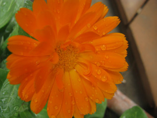 Картинка цветы календула