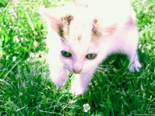 Картинка dot by ismaelb животные коты