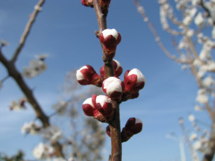 Картинка природа макро