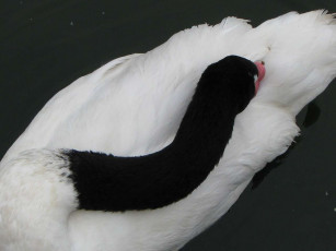 Картинка животные лебеди