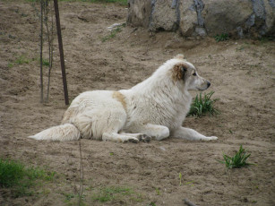 Картинка животные собаки