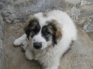 Картинка животные собаки