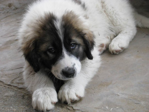 Картинка животные собаки