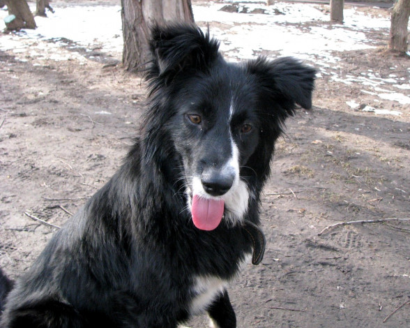 Обои картинки фото животные, собаки