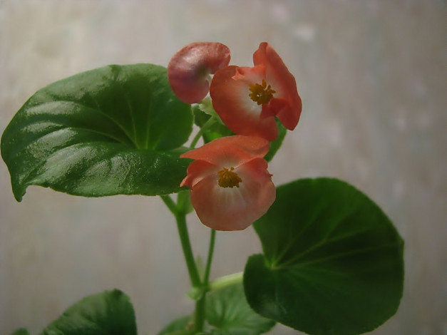 Обои картинки фото цветы, бегония