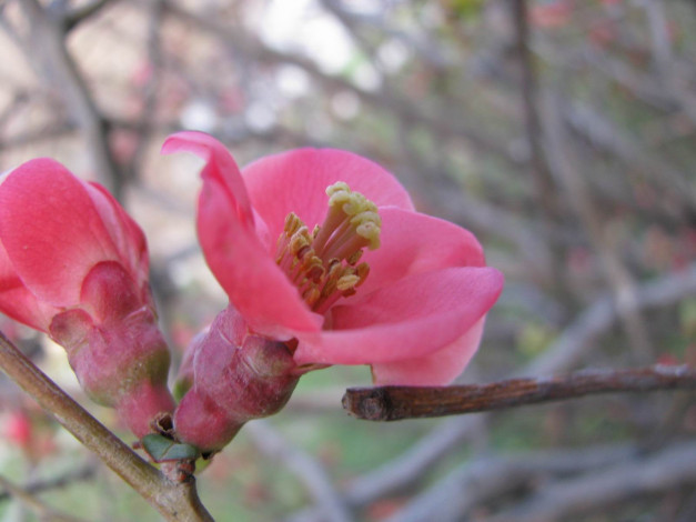 Обои картинки фото цветы, цветущие, деревья, кустарники