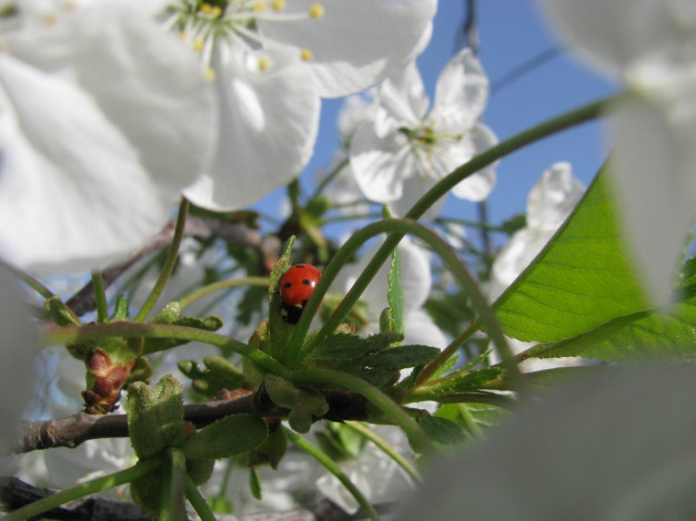 Обои картинки фото цветы, цветущие, деревья, кустарники