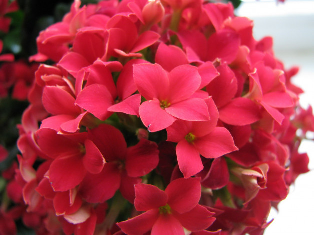 Обои картинки фото цветы, каланхоэ