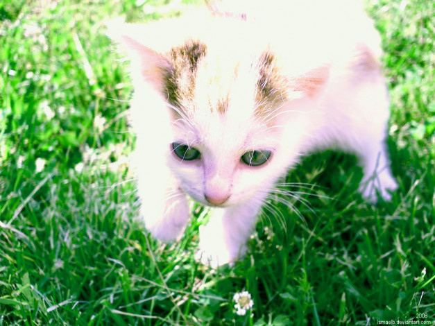 Обои картинки фото dot, by, ismaelb, животные, коты