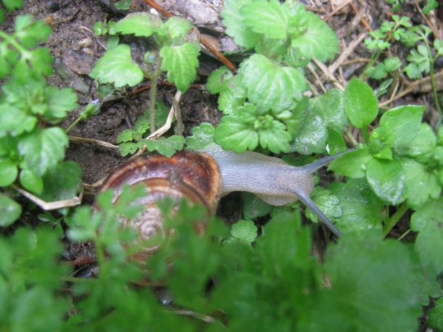 Обои картинки фото животные, улитки