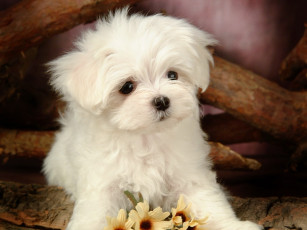 Картинка животные собаки