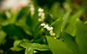 Картинка цветы ландыши