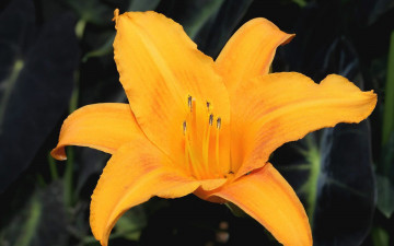 Картинка цветы лилии лилейники