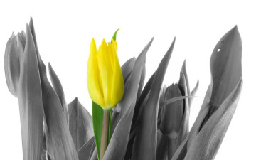 Картинка цветы тюльпаны