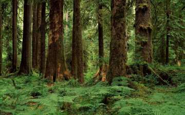 Картинка природа лес