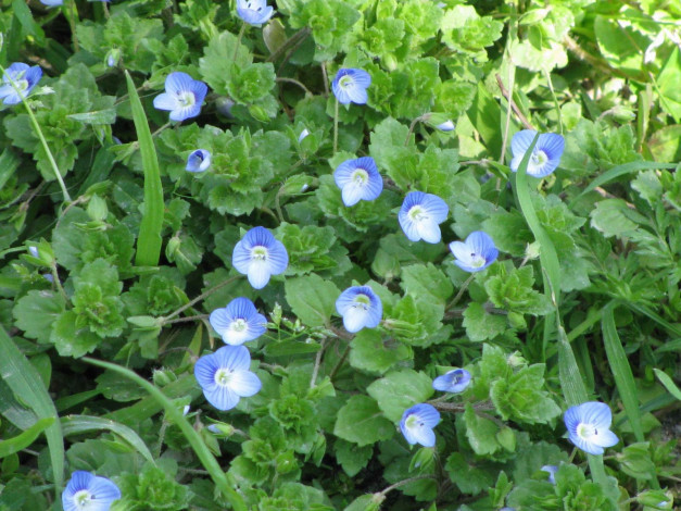 Обои картинки фото цветы, немофилы, вероники