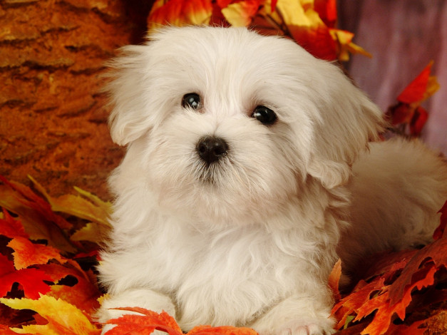 Обои картинки фото животные, собаки