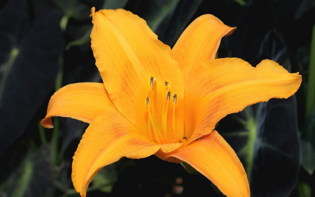 Обои картинки фото цветы, лилии, лилейники