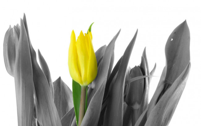 Обои картинки фото цветы, тюльпаны