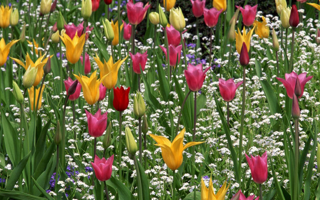 Обои картинки фото цветы, тюльпаны