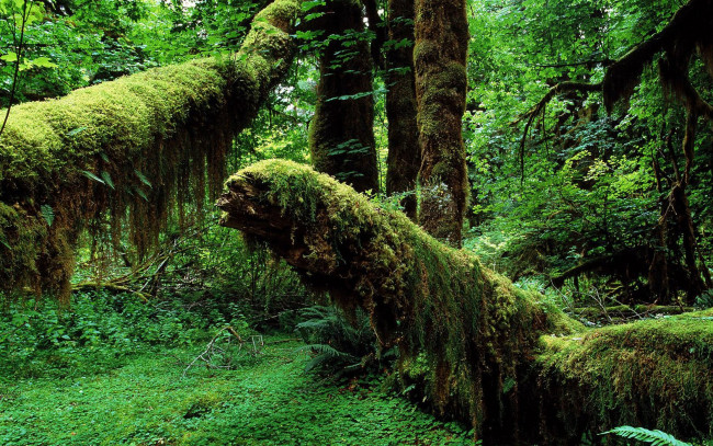 Обои картинки фото природа, лес