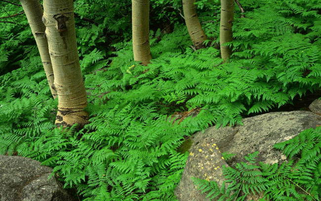 Обои картинки фото природа, лес