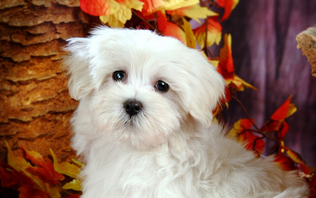 Обои картинки фото животные, собаки