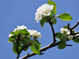 Картинка цветы цветущие деревья кустарники