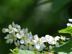 Картинка цветы цветущие деревья кустарники