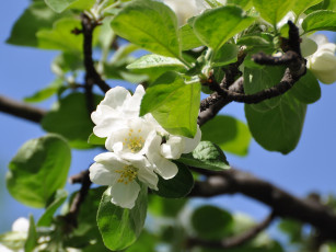 Картинка цветы цветущие деревья кустарники