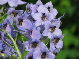 Картинка цветы дельфиниум