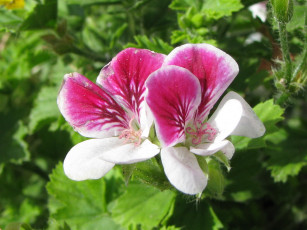 Картинка цветы герань