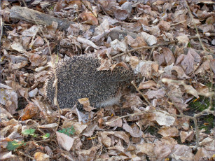 Картинка животные ежи