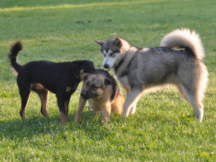 Картинка животные собаки