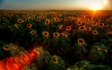 Картинка цветы подсолнухи