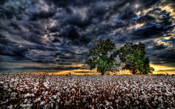 Картинка природа поля