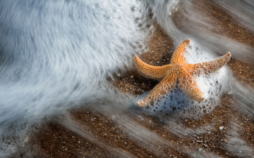 Картинка животные морские звёзды
