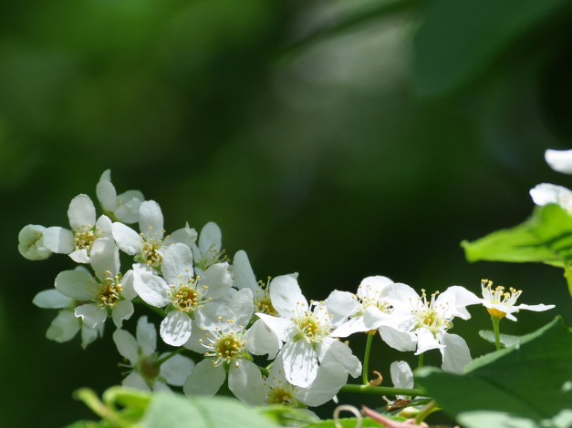 Обои картинки фото цветы, цветущие, деревья, кустарники