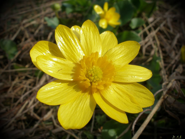 Обои картинки фото цветы, калужницы, лютики