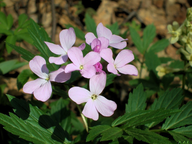 Обои картинки фото матиола, цветы, левкой