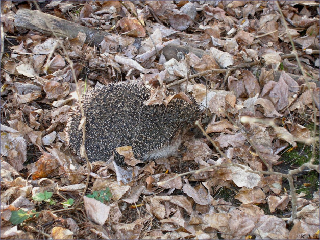 Обои картинки фото животные, ежи