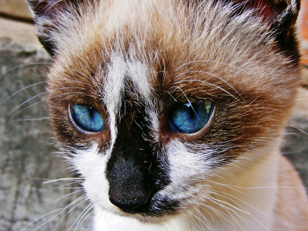 Обои картинки фото животные, коты